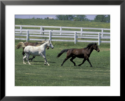 Thoroughbred Horses Running, Kentucky Horse Park, Lexington, Kentucky, Usa by Adam Jones Pricing Limited Edition Print image