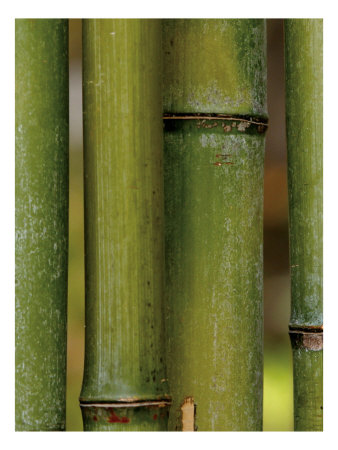 Bamboo by Miguel Paredes Pricing Limited Edition Print image