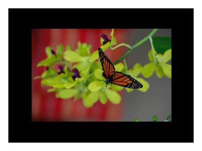Butterfly Iv by Miguel Paredes Pricing Limited Edition Print image