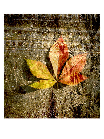 Red Leaves Ii by Miguel Paredes Pricing Limited Edition Print image