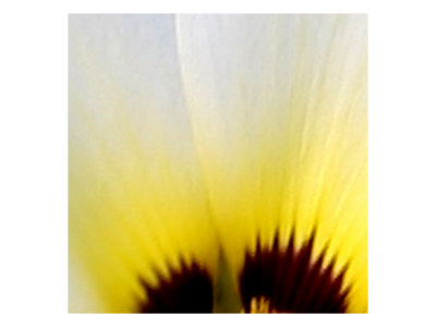 Petal Ii by Miguel Paredes Pricing Limited Edition Print image