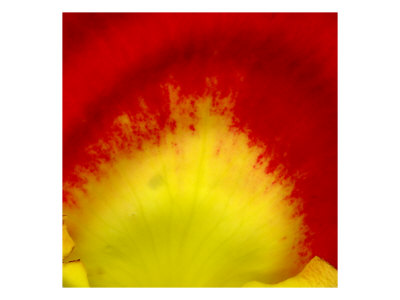 Petal Xii by Miguel Paredes Pricing Limited Edition Print image