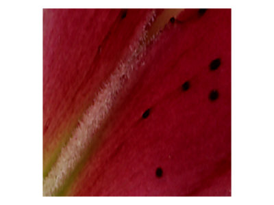 Petal Xiii by Miguel Paredes Pricing Limited Edition Print image
