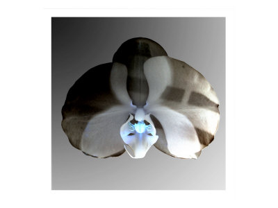 Shadow Orchid Ii by Miguel Paredes Pricing Limited Edition Print image
