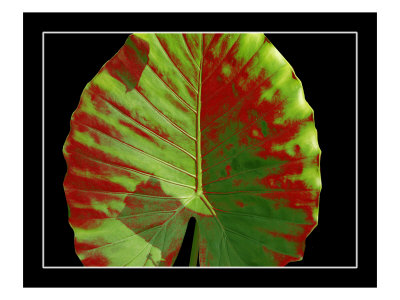 Abstract Leaves Vii by Miguel Paredes Pricing Limited Edition Print image