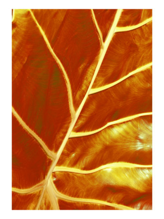 Abstract Leaves X by Miguel Paredes Pricing Limited Edition Print image