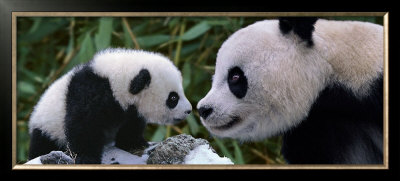 Panda Bear With Cub by Steve Bloom Pricing Limited Edition Print image