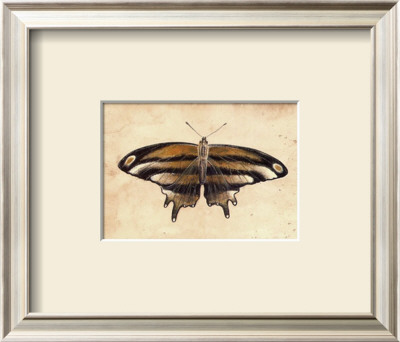 Butterfly Iv by Steve Butler Pricing Limited Edition Print image