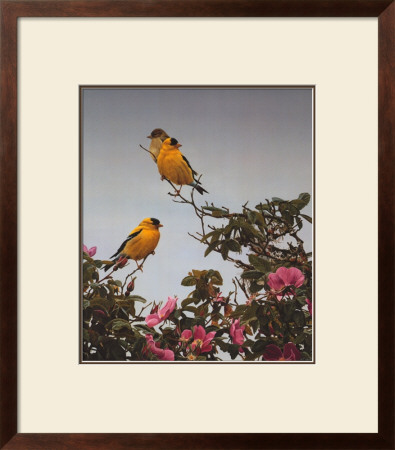 Gold On The Rose by Terry Isaac Pricing Limited Edition Print image