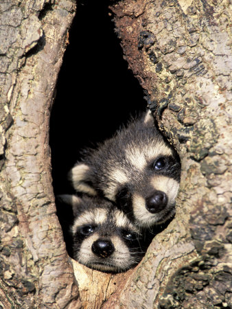 Baby Raccoons In Tree Cavity by Adam Jones Pricing Limited Edition Print image