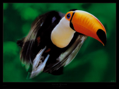 Ramphastos Toco (Toucan) by Steve Bloom Pricing Limited Edition Print image