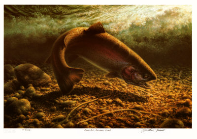 Riverbed - Rainbow Trout by Michael Dumas Pricing Limited Edition Print image