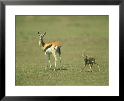 Thomsons Gazelle, Mother With Newborn, Kenya by Adam Jones Pricing Limited Edition Print image