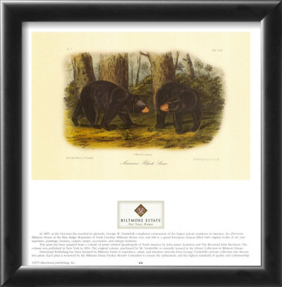 American Black Bear by John James Audubon Pricing Limited Edition Print image