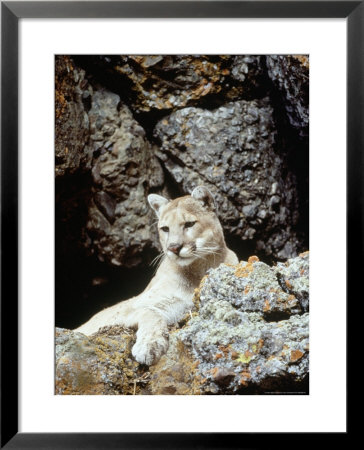 Mountain Lion On Rocky Bluff by Guy Crittenden Pricing Limited Edition Print image