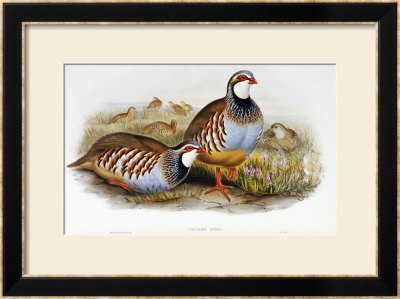 Red Legged Partridges (Caccabis Rubra) by John Gould Pricing Limited Edition Print image