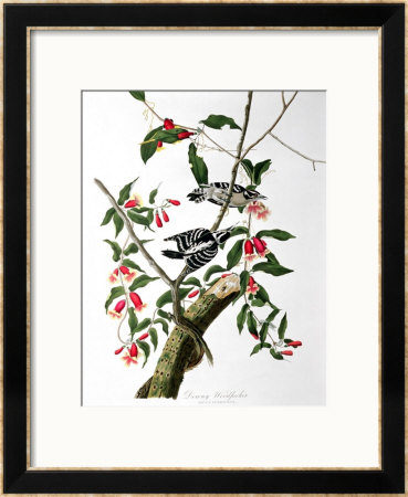 Downy Woodpecker, From Birds Of America by John James Audubon Pricing Limited Edition Print image