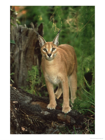Caracal Or African Lynx, Felis Caracal Native To Africa by Adam Jones Pricing Limited Edition Print image