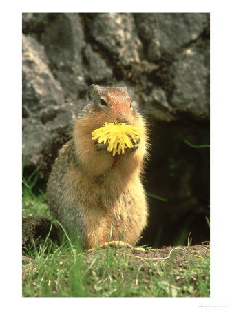 Columbian Ground Squirrel Eating Dandelion Jasper National Park, Canada by Adam Jones Pricing Limited Edition Print image