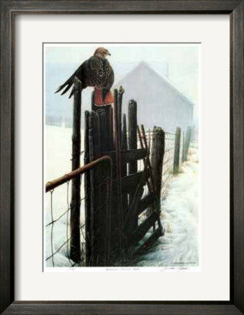 Borderline - Red Tailed Hawk by Michael Dumas Pricing Limited Edition Print image