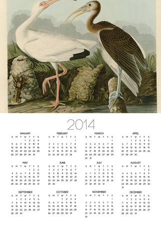 White Ibis by John James Audubon Pricing Limited Edition Print image