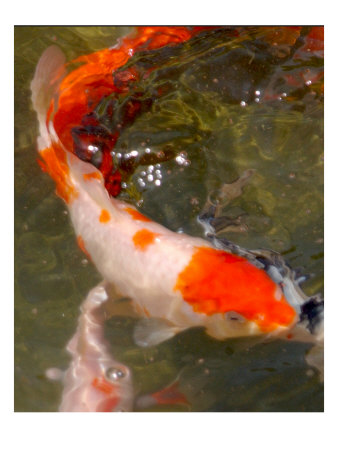 Koi Fish Iii by Miguel Paredes Pricing Limited Edition Print image