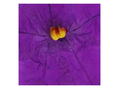 Petal Iii by Miguel Paredes Pricing Limited Edition Print image