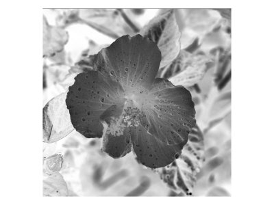 Flores Xxxii by Miguel Paredes Pricing Limited Edition Print image