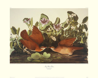 Key-West Dove by John James Audubon Pricing Limited Edition Print image