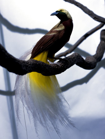 A Captive Lesser Bird Of Paradise Perching On A Branch by Robert Clark Pricing Limited Edition Print image