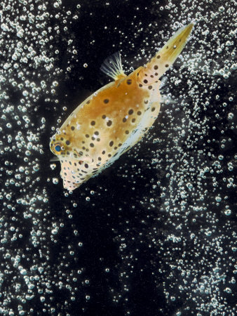 The Yellow Boxfish Is Streamlined And Agile by Robert Clark Pricing Limited Edition Print image
