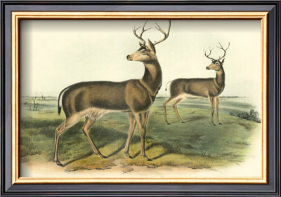 Columbian Black-Tailed Deer by John James Audubon Pricing Limited Edition Print image
