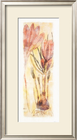 Crocus Sativus by Thea Schrack Pricing Limited Edition Print image