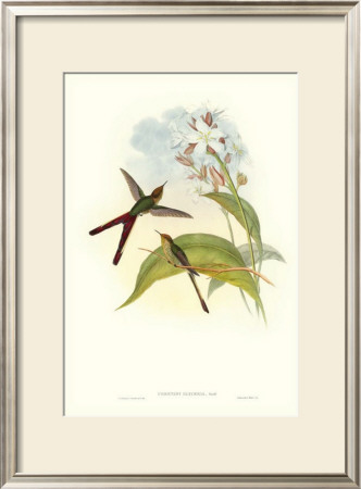 Hummingbird Iii by John Gould Pricing Limited Edition Print image