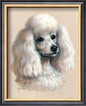 White Poodle by Judy Gibson Pricing Limited Edition Print image