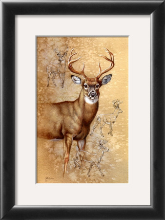 White Tailed Deer by Judy Gibson Pricing Limited Edition Print image