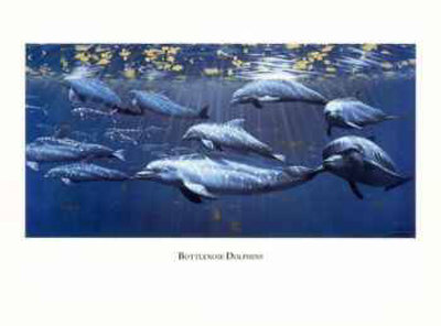 Bottlenose Dolphin by Dee Smith Pricing Limited Edition Print image