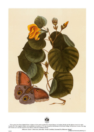Butterfly Botanical Ii by Mark Catesby Pricing Limited Edition Print image