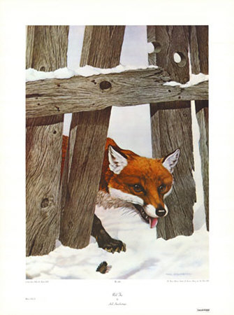 Red Fox by Axel Amuchastegui Pricing Limited Edition Print image