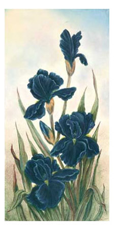 Navy Irises by Helen Brown Pricing Limited Edition Print image
