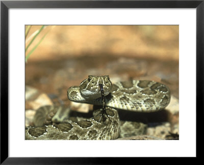 Western Rattlesnake, Crotalus Viridis by Bob Bennett Pricing Limited Edition Print image