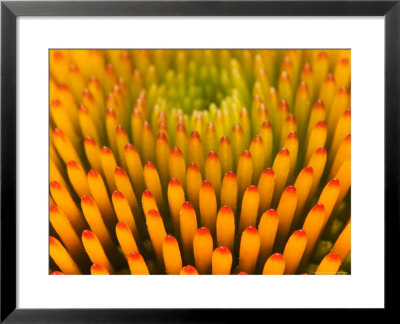 Pattern In Coneflower by Adam Jones Pricing Limited Edition Print image