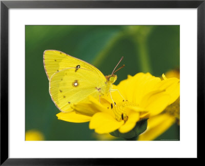 Orange Sulphur Butterfly by Adam Jones Pricing Limited Edition Print image