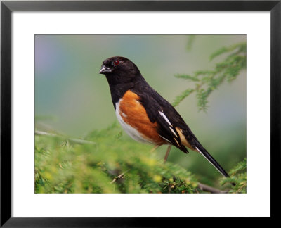 Male Rufous-Sided Towhee by Adam Jones Pricing Limited Edition Print image
