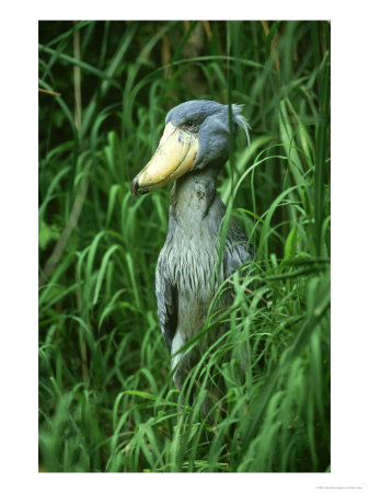 Shoebill Stork, Balaeniceps Rex, Zaire And Uganda by Adam Jones Pricing Limited Edition Print image
