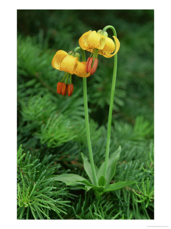 Columbia Tiger Lily, Lilium Columbianum Olympic National Forest, Wa by Adam Jones Pricing Limited Edition Print image