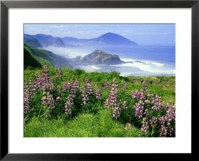 Lupine And Oregon Coastline, Oregon by Adam Jones Pricing Limited Edition Print image