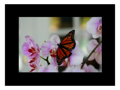 Butterfly Xi by Miguel Paredes Pricing Limited Edition Print image