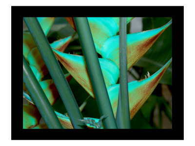 Heliconia Iv by Miguel Paredes Pricing Limited Edition Print image