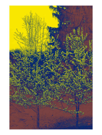 Abstract Trees V by Miguel Paredes Pricing Limited Edition Print image
